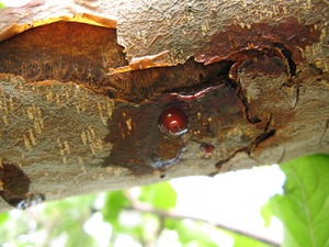 Small dark red ooze on a tree branch from fireblight.