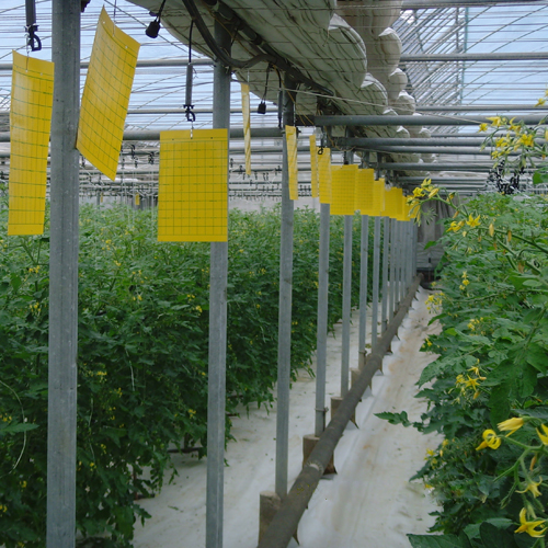 Sticky Traps in Greenhouse