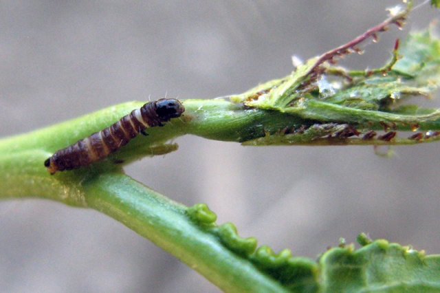 Dormant Sprays, Pear Fruit Sawfly – IPM Pest Advisories