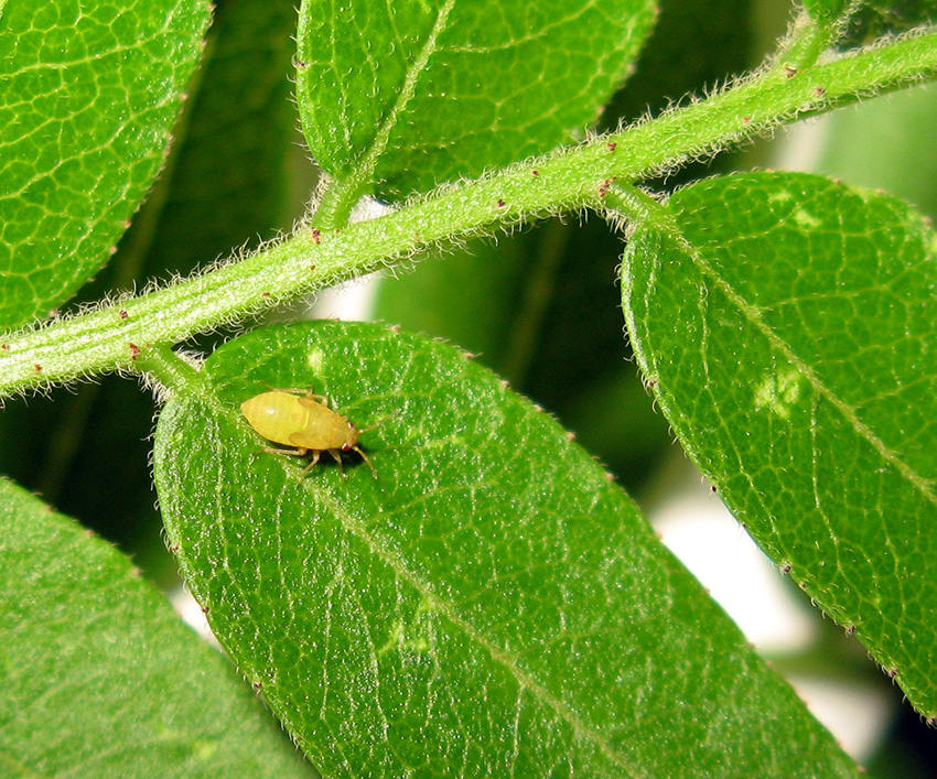 Plant bug on honey locust 03