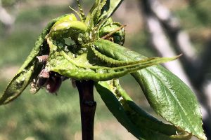 green peach aphid