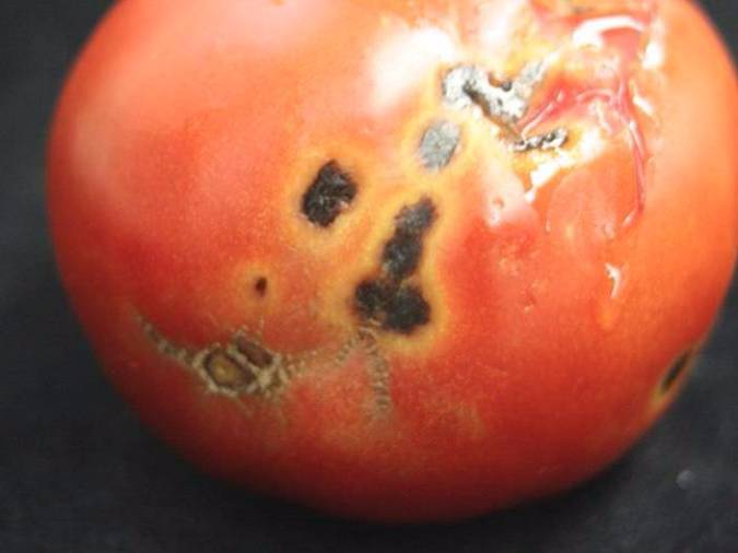 42-bacterial-speck-tomato
