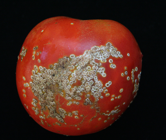 44-bacterial-canker-white-spots-tomato