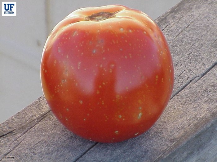 tomato fruit pox