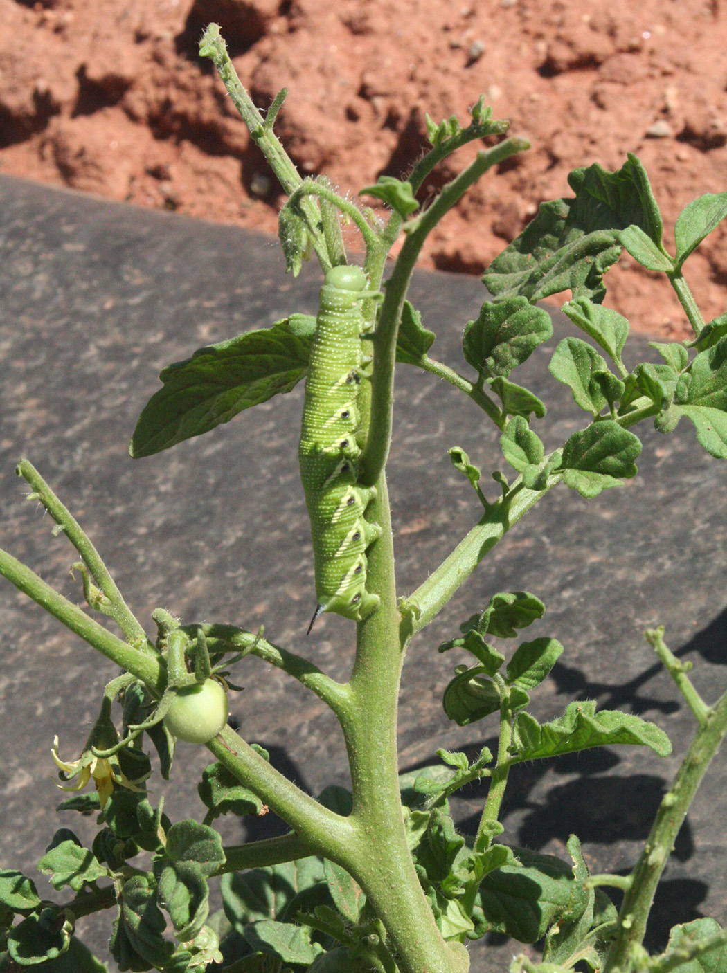 12-tomato-hornworm-larva (1)