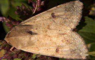cew adult moth