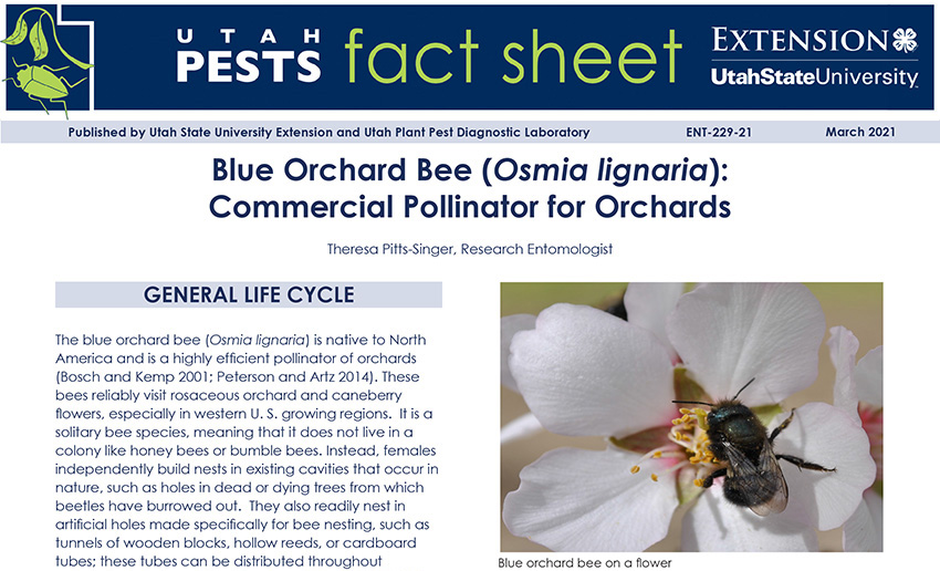 blue orchard bee fact sheet