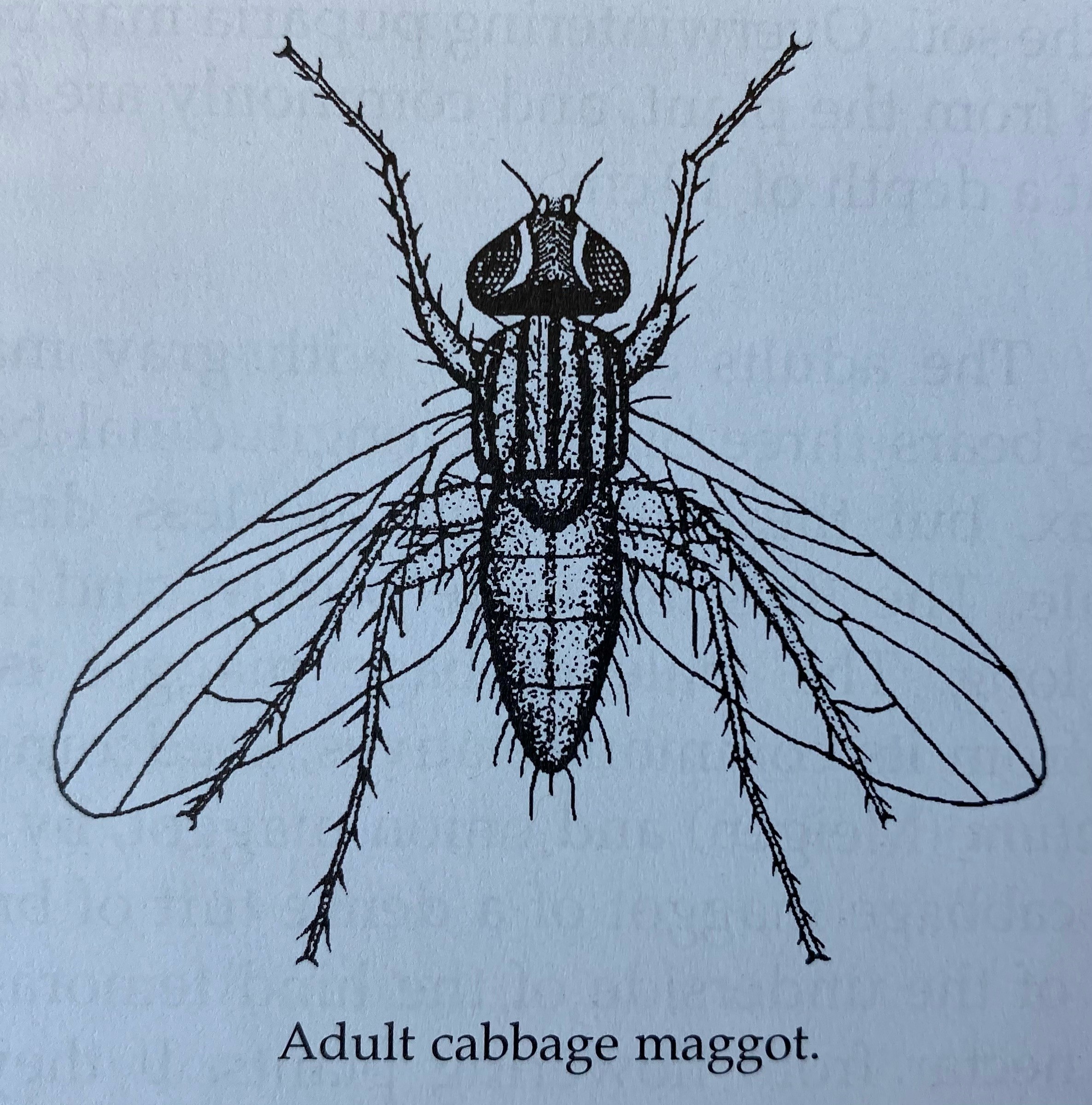 Cabbage Maggot Adult Sketch