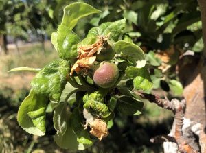 rosy apple aphid damage