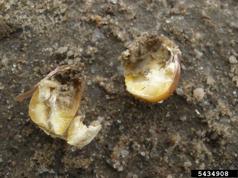 seedcorn-maggot-larva-damage-seed
