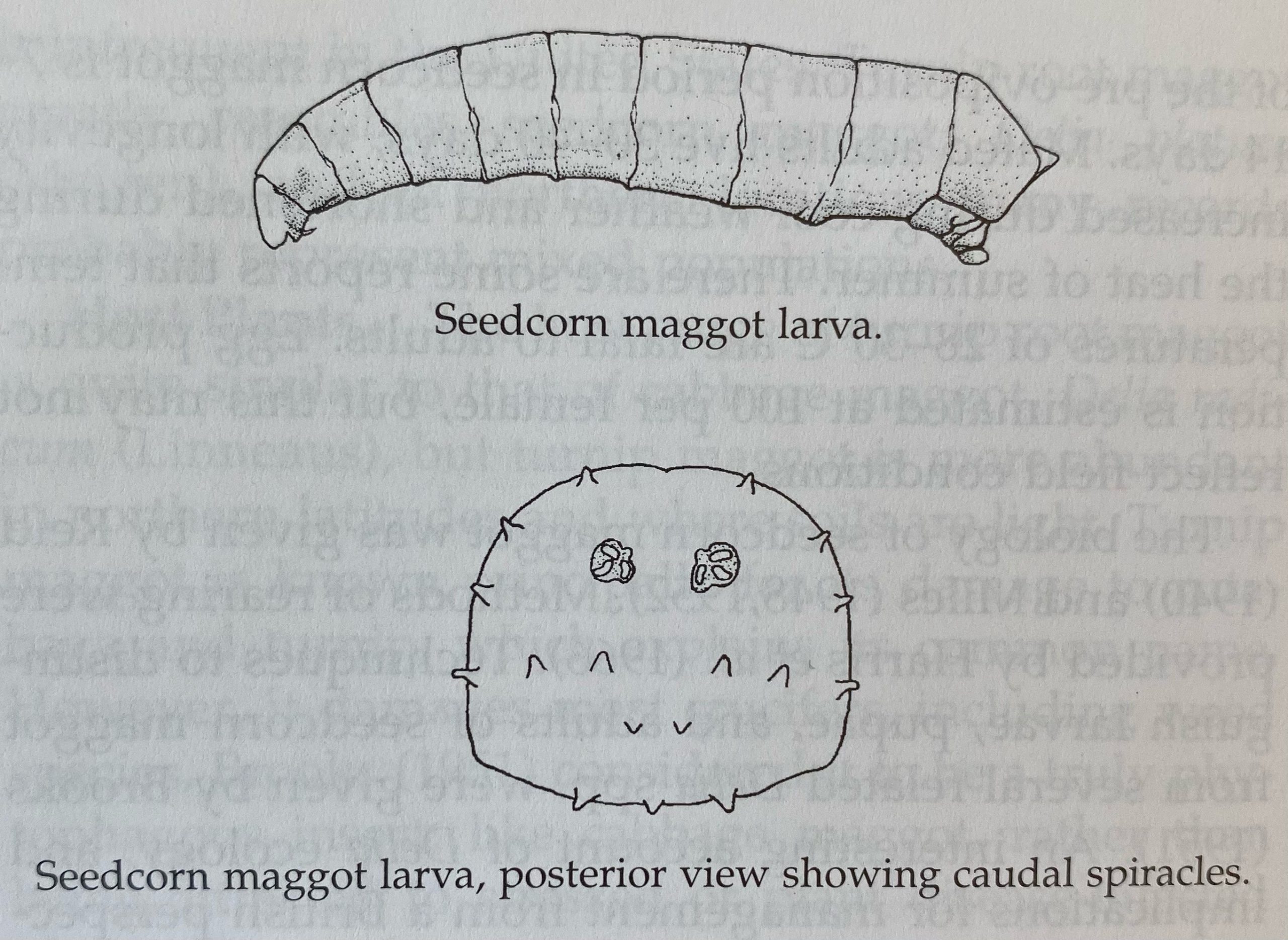 seedcorn maggot larva