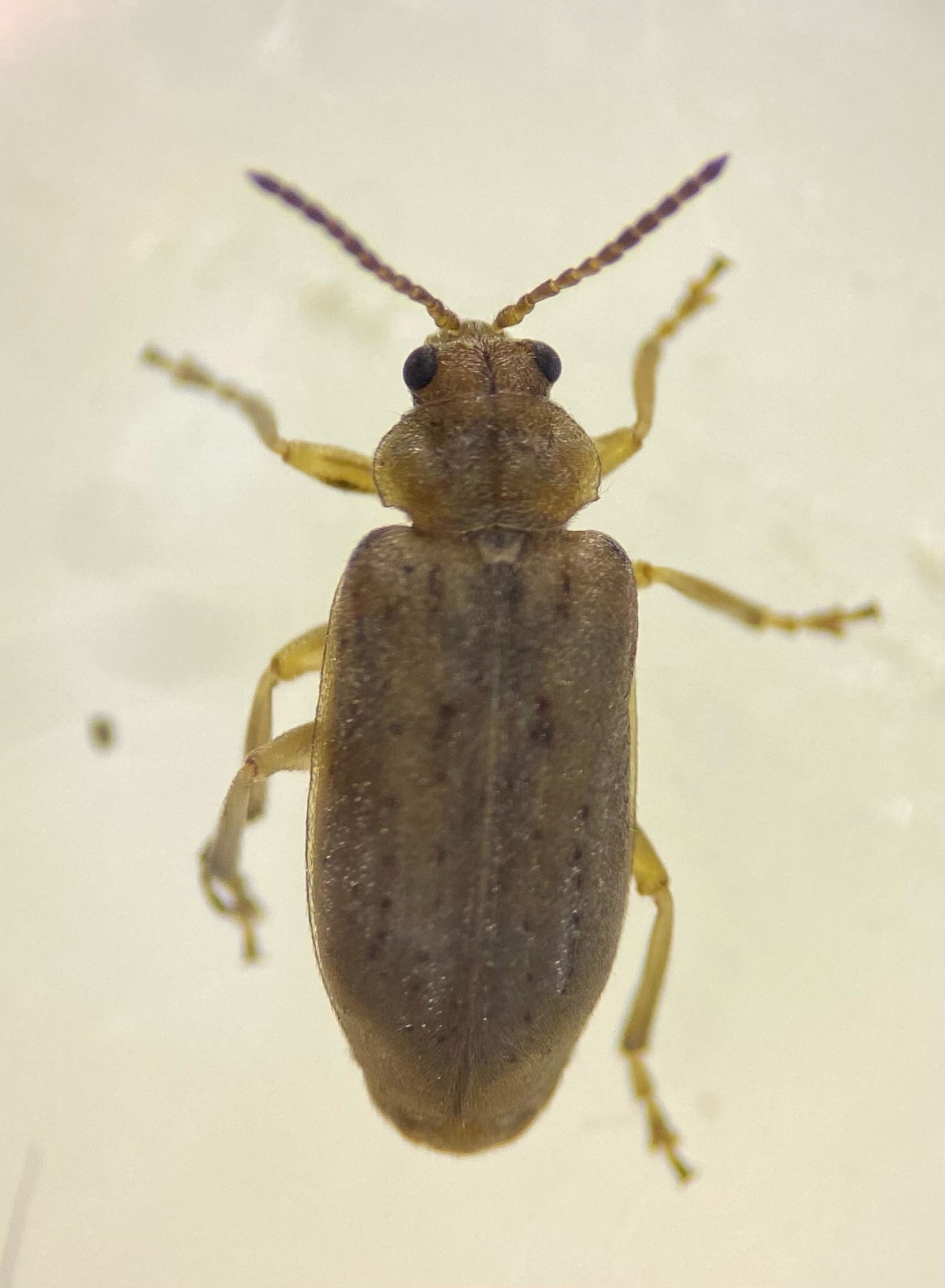 menoxia-beetle