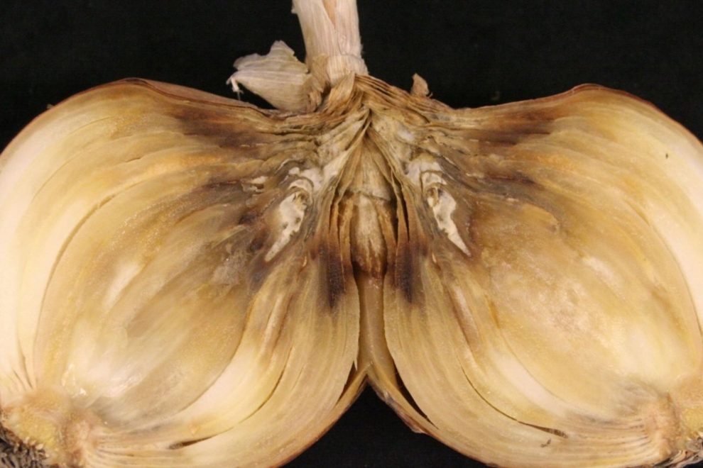 Neck Rot Post-Harvest Diseases – IPM Pest Advisories