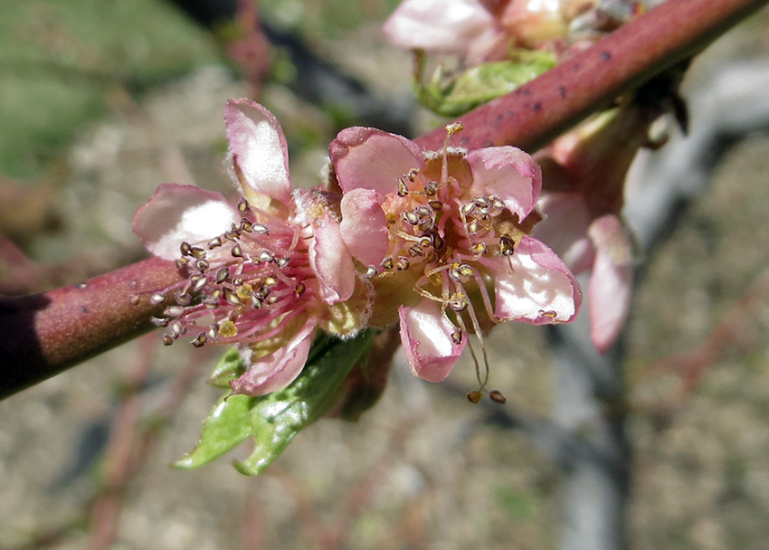 peach blooms damaged