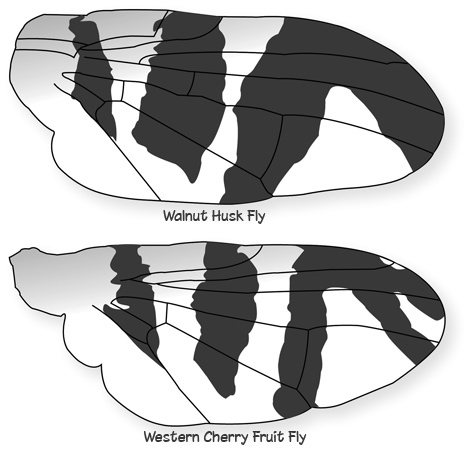 wing patterns of flies