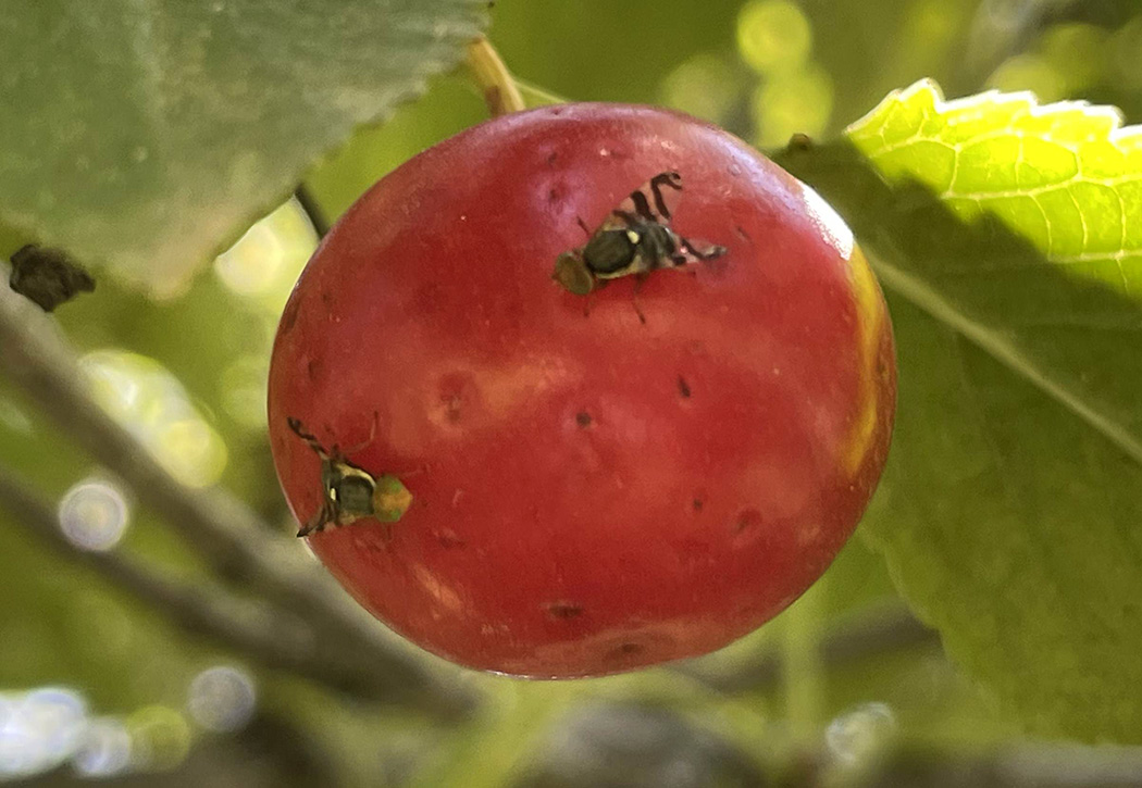 cherry-fruit-fly-08-22