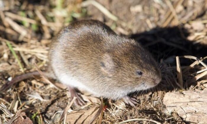 Vole Traps and Baits - Rove Pest Control
