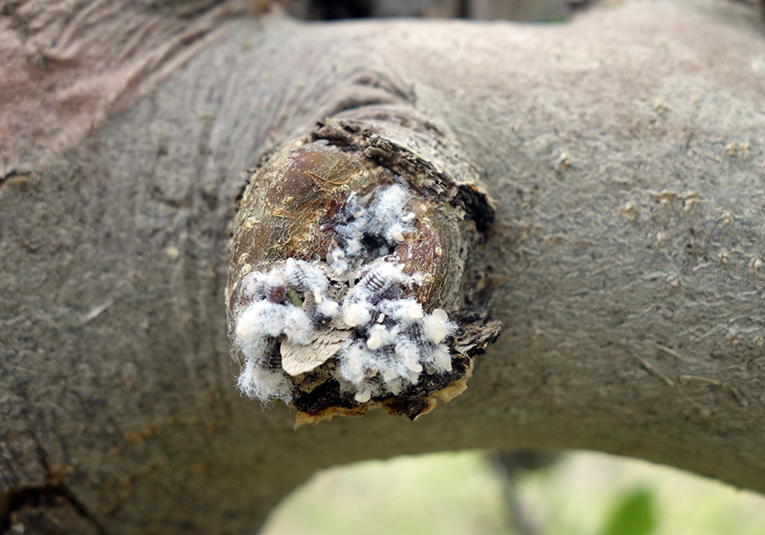 woolly-apple-aphid2023-2