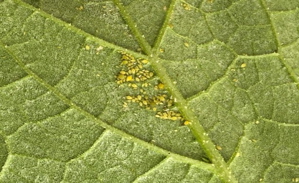 melon-aphid-colony