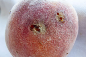 A peach with several small holes from peach twig borer feeding.