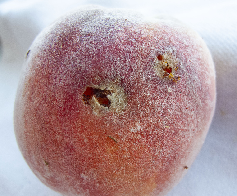 peach-twig-borer-07-23