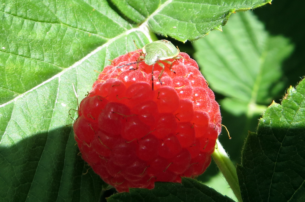 stinkbug-raspberry-07-23