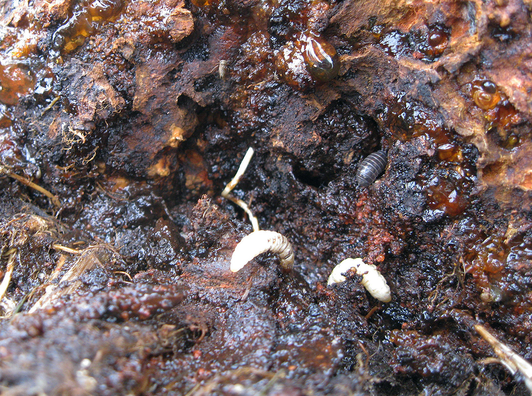 Gumming gptb exposed larvae