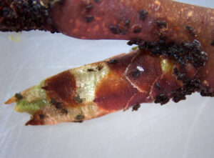 Aphids on bud