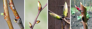 Bud stages