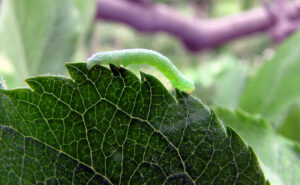 Cankerworm larva
