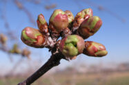 Cherry bud swell