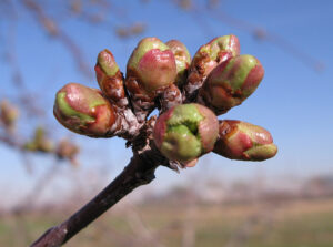 Cherry bud swell
