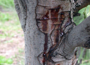 Fire blight canker ooze.