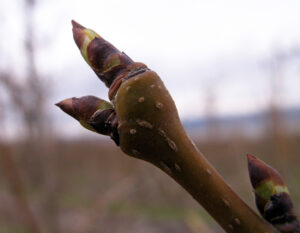 Pear bud swell