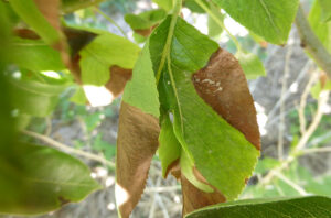 Pear psylla damage