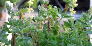 residential grasshoppers