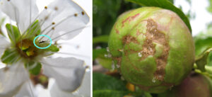 thrips injury to nectarine