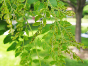 honeylocust plant bug damage