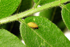 honeylocust plant bug
