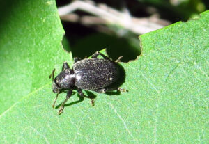 lilac root weevil