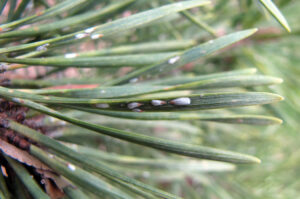 pine needle scale