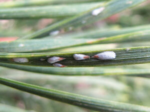 pine needle scale for featured