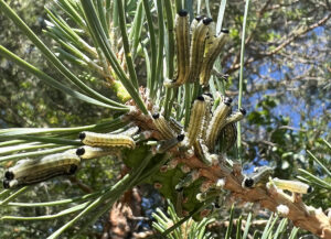 European pine sawfly