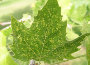sycamore plant bug damage