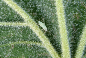 sycamore plant bug nymph