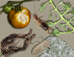 Composite image showing plant damage and pests: a tomato with a pale, sunken rot spot, an earwig, a wilted plant stem, exposed roots, and a leaf-footed bug on a powdery, diseased leaf.