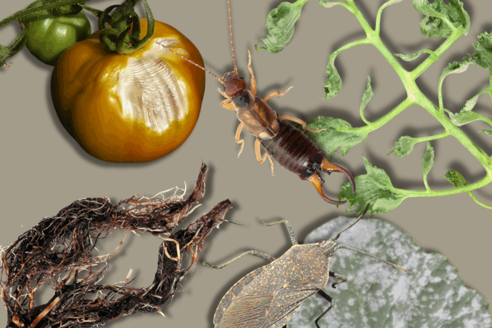 IPM Pest Advisories – The latest on pest activity in Utah