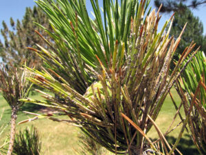 black pineleaf scale