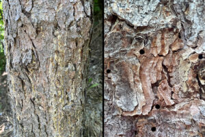 ips bark beetle exit holes