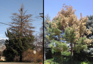 ips beetle damage to spruce and pine